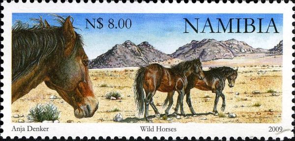 Feral Domestic Horse (Equus ferus caballus)