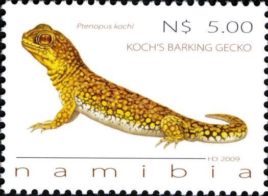 Koch's Barking Gecko (Ptenopus kochi)