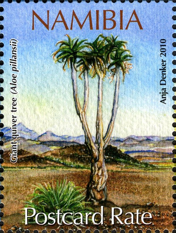 Giant Quiver Tree