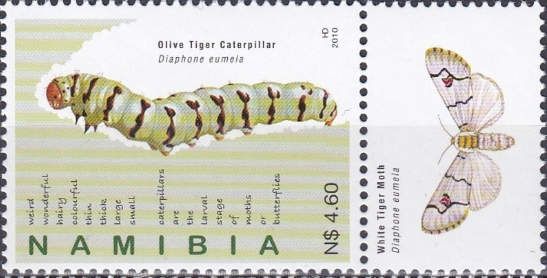 Olive Tiger Caterpillar (Diaphone eumela)