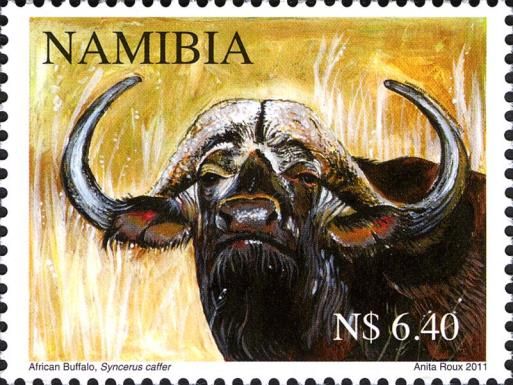African Buffalo (Syncerus caffer)