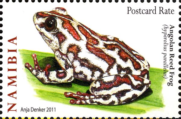 Angolan Reed Frog (Hyperolius parallelus)