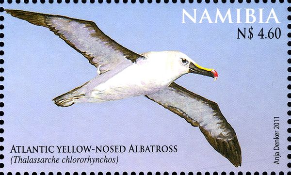 Atlantic Yellow-nosed Albatross (Diomedea chlororhynchos)