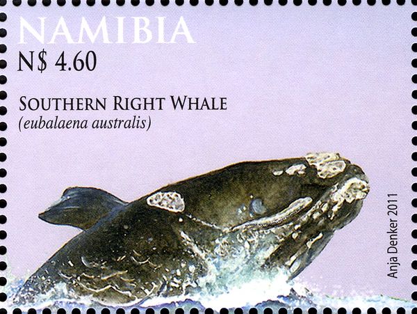 Southern Right Whale (Eubalaena australis)