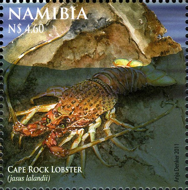 Cape Rock Lobster (Jasus lalandii)