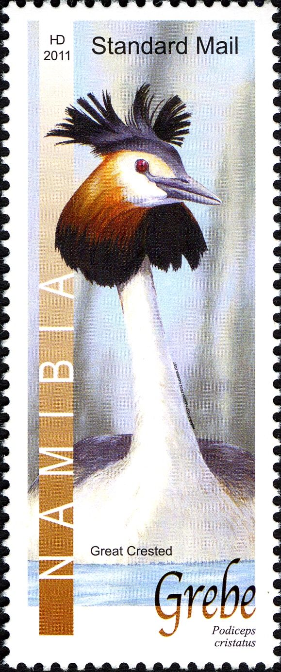 Great Crested Grebe (Podiceps cristatus)