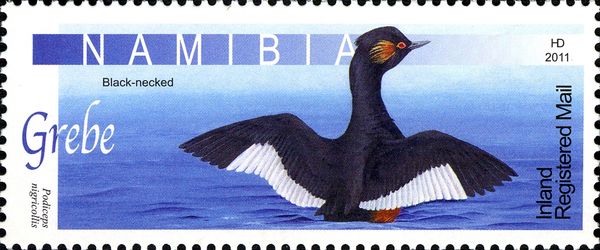 Black-necked Grebe (Podiceps nigricollis)