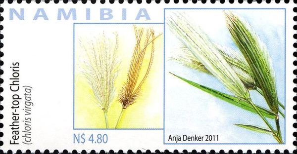 Feather-top Chloris
