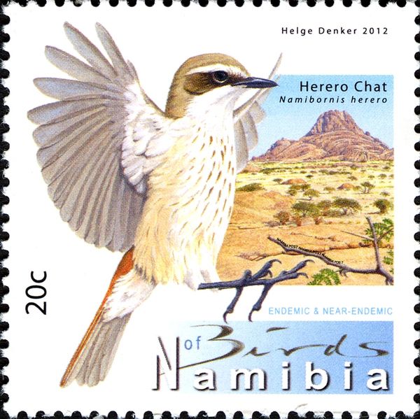 Herero Chat (Namibornis herero)