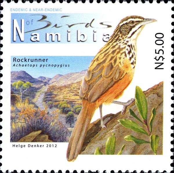 Rockrunner (Achaetops pycnopygius)