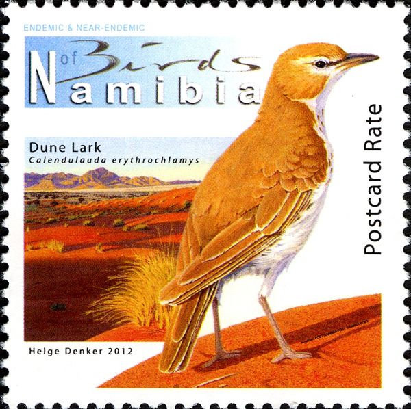 Dune Lark (Calendulauda erythrochlamys)