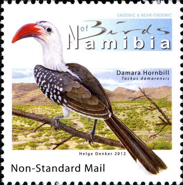 Damara Hornbill (Tockus damarensis)