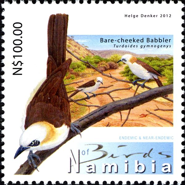 Bare-cheeked Babbler (Turdoides gymnogenys)