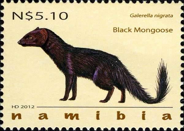 Black Mongoose (Galerella nigrata)