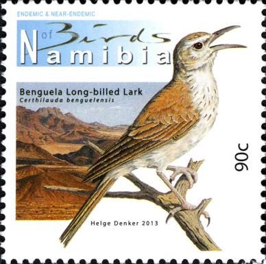 Benguela Long-billed Lark (Certhilauda benguelensis)