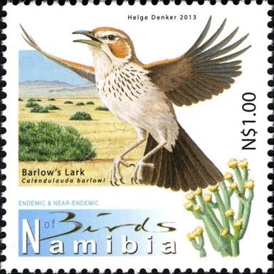 Barlow's Lark (Calendulauda barlowi)