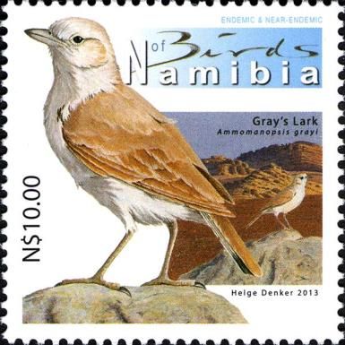 Gray's Lark (Ammomanopsis grayi)