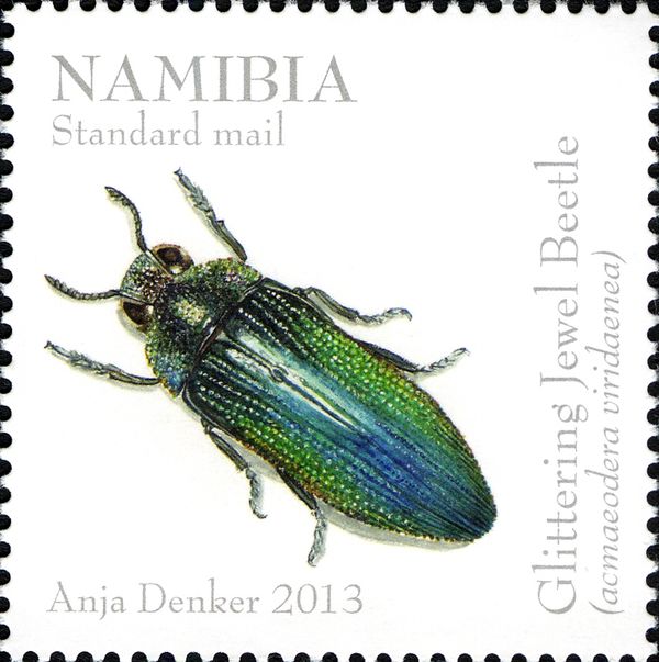 Glittering Jewel Beetle (Acmaeodera viridaenea)
