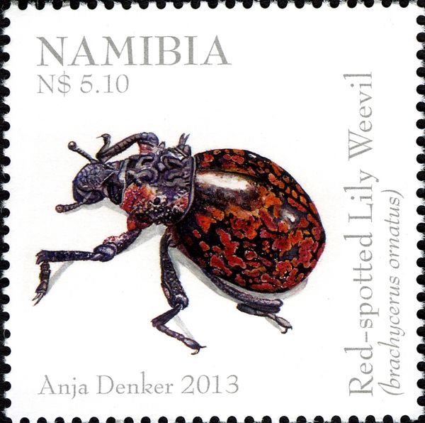 Red-spotted Lily Weevil (Brachycerus ornatus)