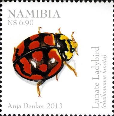 Lunate Ladybird (Cheilomenes lunata)