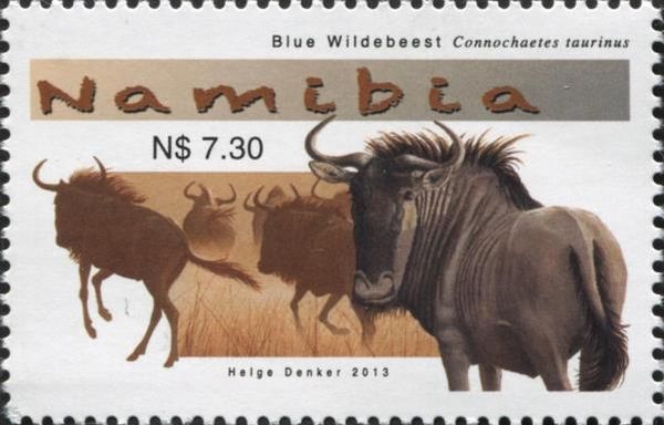 Blue Wildebeest (Connochaetes taurinus)
