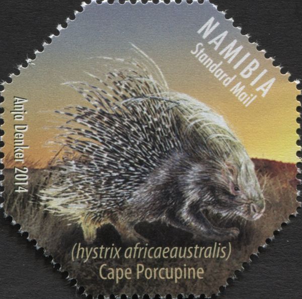 Cape Porcupine (Hystrix africaeaustralis)