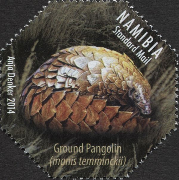 Ground Pangolin (Manis temmincki)