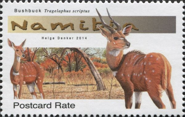 Bushbuck (Tragelaphus scriptus)