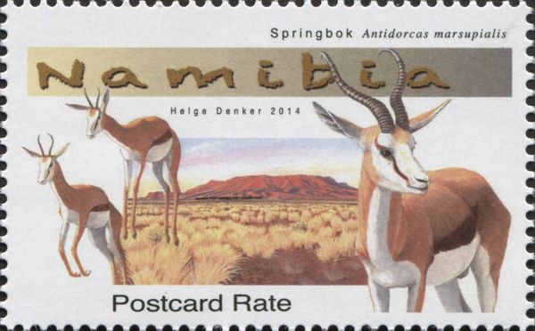 Springbok (Antidorcas marsupialis)