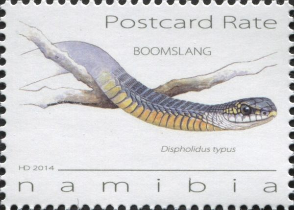 Boomslang (Dispholidus typus)