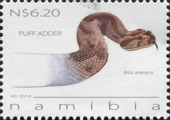 Puff Adder (Bitis arietans)