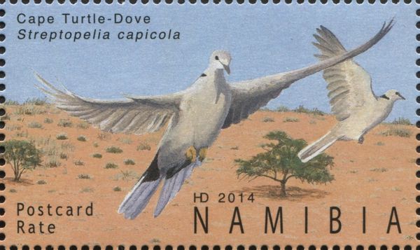Cape Turtle Dove (Streptopelia capicola)