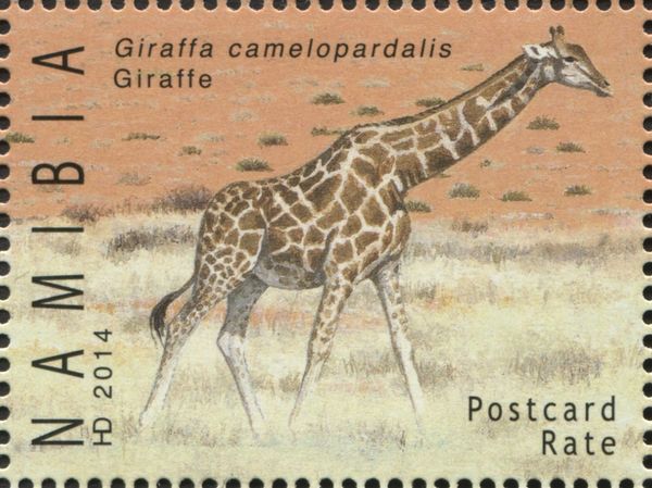 Giraffe (Giraffa camelopardalis)