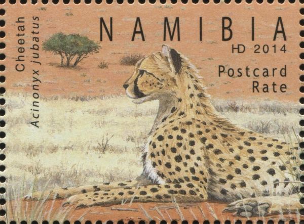 Cheetah (Acinonyx jubatus)