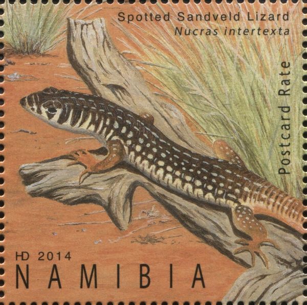 Spotted Sandveld Lizard (Nucras intertexta)