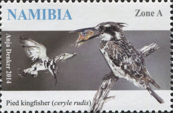Pied Kingfisher (Ceryle rudis)