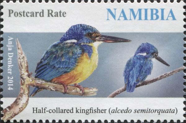 Half-collared Kingfisher (Alcedo semitorquata)