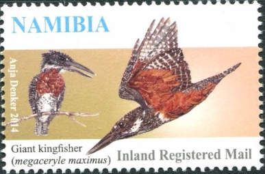 Giant Kingfisher (Megaceryle maxima)