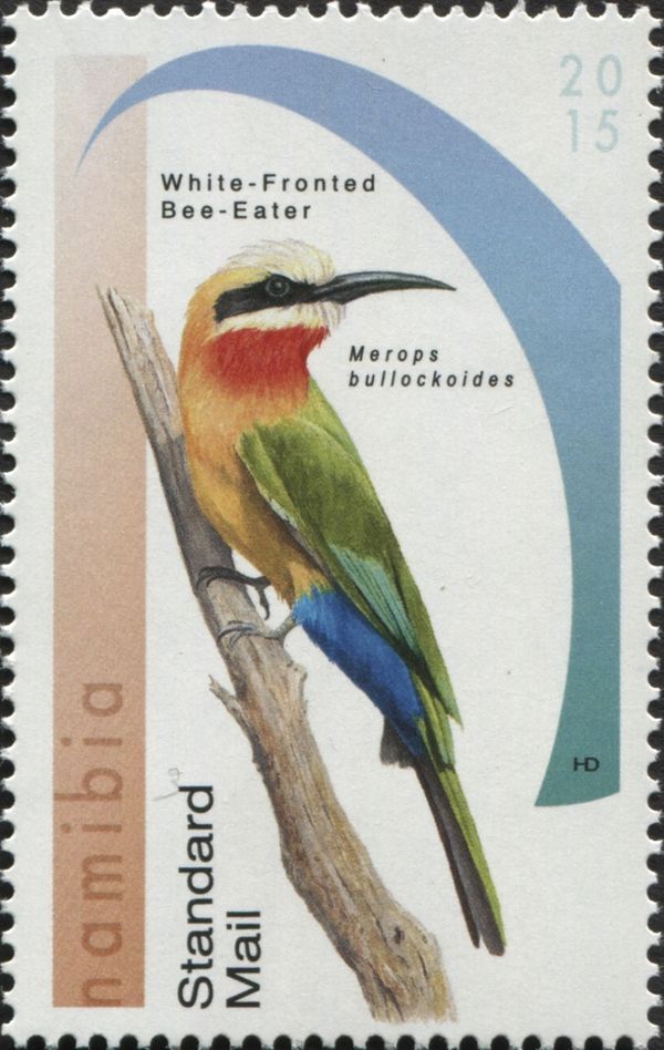 White-fronted Bee-eater (Melittophagus bullockoides)