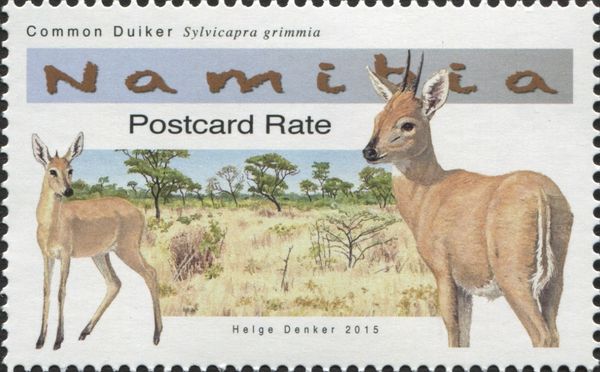 Common Duiker (Sylvicapra grimmia)
