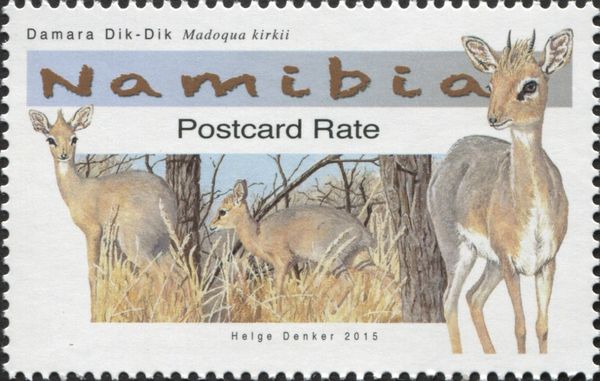 Damara Dik-Dik (Madoqua kirkii)