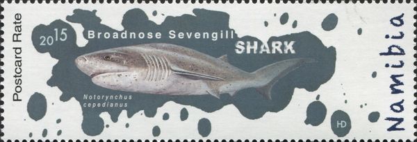 Broadnose Sevengill Shark (Notorynchus cepedianus)