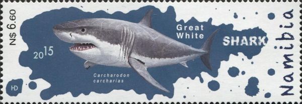 Great White Shark (Carcharodon carcharias)