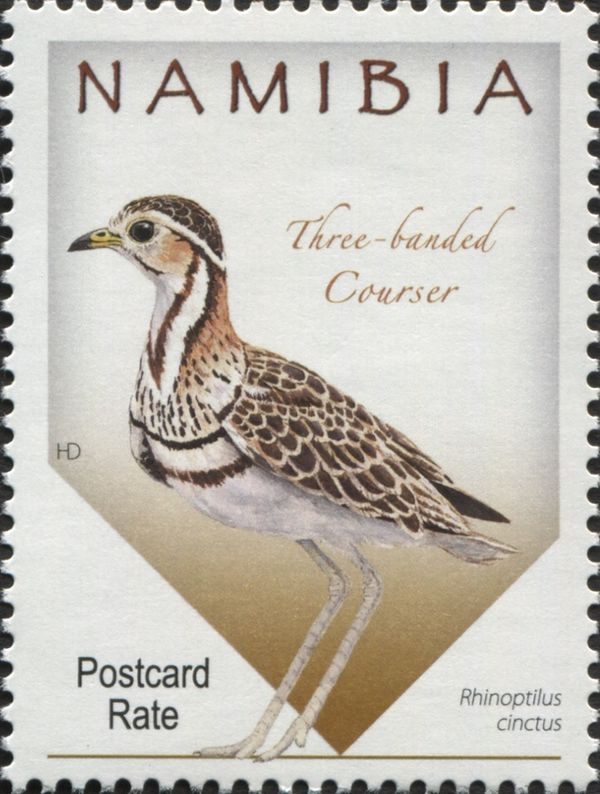 Three-banded Courser (Rhinoptilus cinctus)
