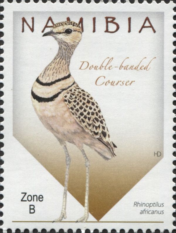 Double-banded Courser (Smutsornis africanus)