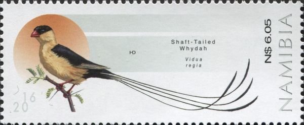 Shaft-tailed Whydah (Vidua regia)