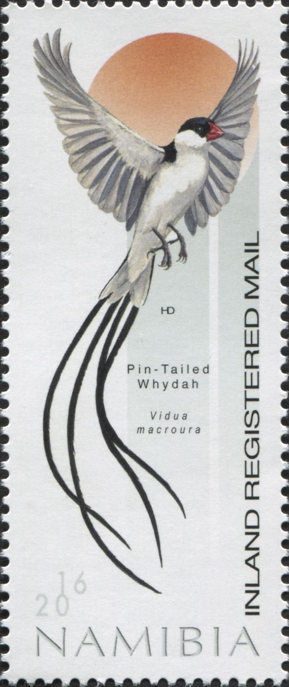 Pin-tailed Whydah (Vidua macroura)