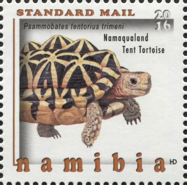 Namaqualand Tent Tortoise (Psammobates tentorius trimeni)