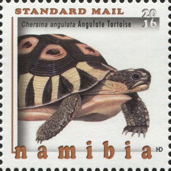 Angulate Tortoise (Chersina angulata)