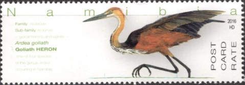 Goliath Heron (Ardea goliath)